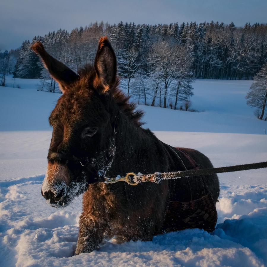 Moosmuehle Allgaeu Untrasried Luaran gambar